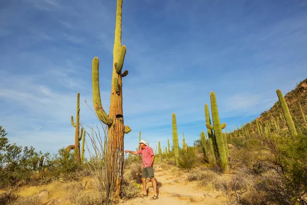 Big Saguaro Cacto Uma Montanha Arizona Eua — Fotografia de Stock