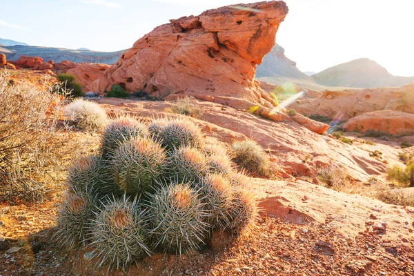 Johnson Bijenkorf Cactus Echinomastus Johnsonii Amerikaanse Woestijn Nevada Verenigde Staten — Stockfoto