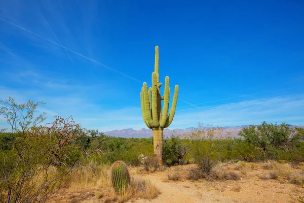 Büyük Saguaro kaktüsü bir dağda, Arizona, ABD