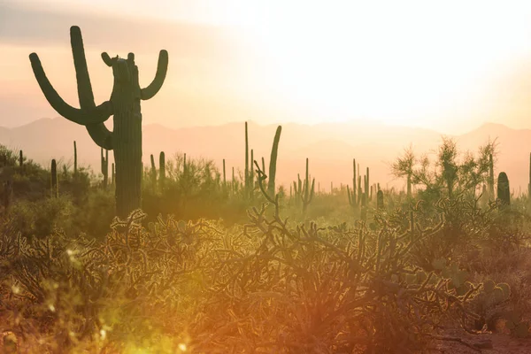 Büyük Saguaro kaktüsü bir dağda, Arizona, ABD