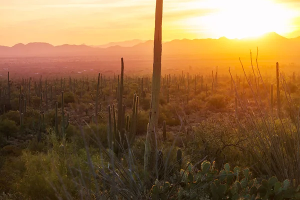 Кактус Big Saguaro Горах Штат Арізона Сша — стокове фото
