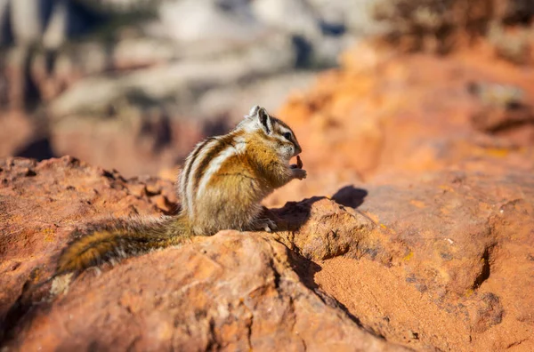 Amerikanisches Streifenhörnchen Sommerwald — Stockfoto