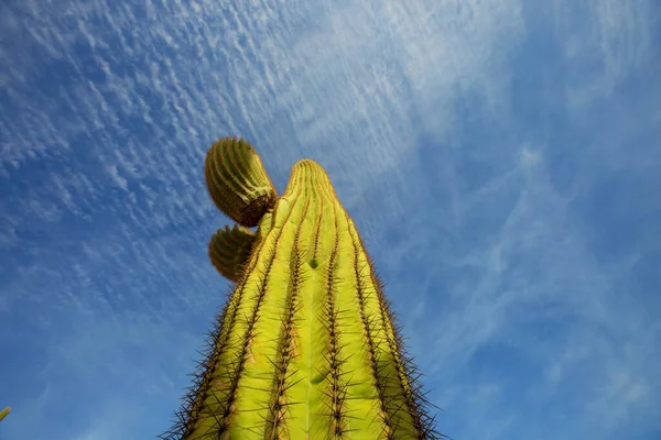 Μεγάλος Κάκτος Saguaro Ένα Βουνό Αριζόνα Ηπα — Φωτογραφία Αρχείου