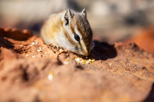 Americký Chipmunk Letním Lese — Stock fotografie