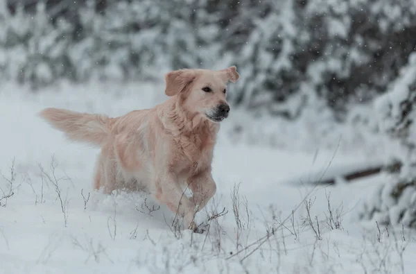 Cane Inverno Sulla Neve — Foto Stock