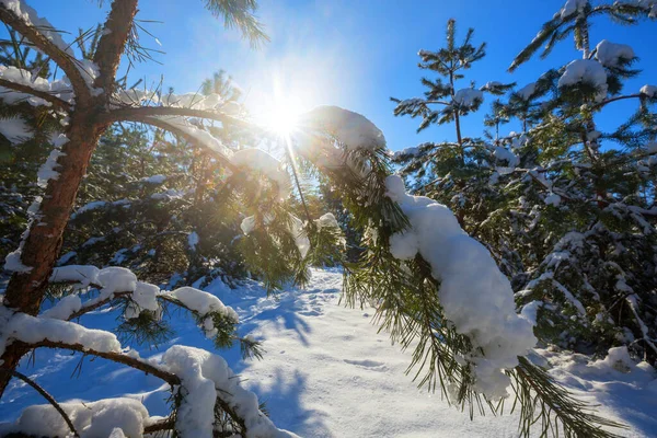 Floresta Coberta Neve Pitoresca Inverno — Fotografia de Stock