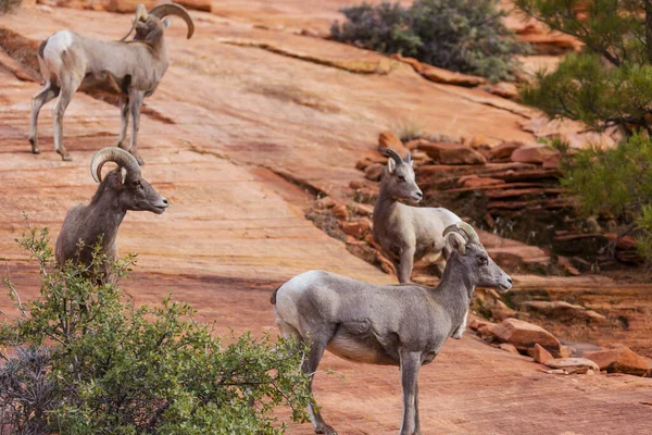 Chèvre Montagne Sauvage Dans Les Montagnes Cascades — Photo