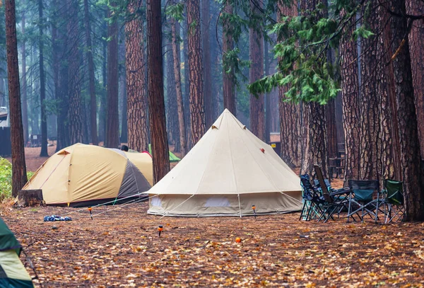 Modern Tourist Tent Hanging Trees Green Forest — Stock Photo, Image