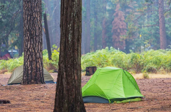 Yeşil Ormandaki Ağaçların Arasında Asılı Modern Turist Çadırı — Stok fotoğraf