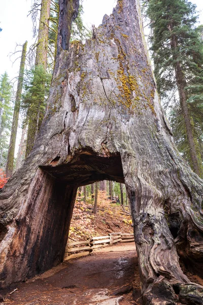 Tunnel Creusé Travers Séquoia Géant Dans Parc National Yosemite Californie — Photo