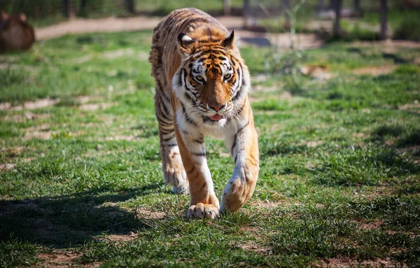 動物園で美しい野生のトラ — ストック写真