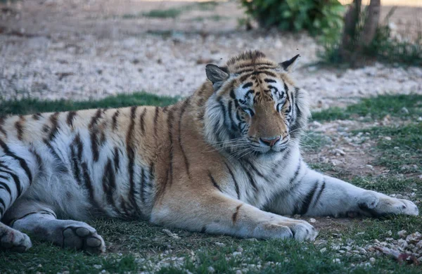 Mooie Wilde Tijger Dierentuin — Stockfoto