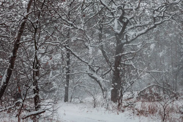 Bosque Cubierto Nieve Escénica Temporada Invierno Bueno Para Fondo Navidad — Foto de Stock