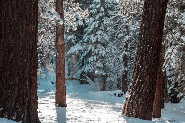 Malerischer Schneebedeckter Wald Der Wintersaison Gut Für Den Weihnachtlichen Hintergrund — Stockfoto