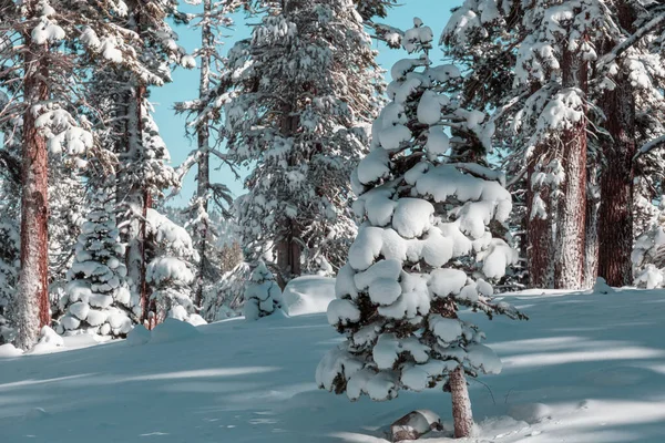 Kış mevsiminde karla kaplı orman manzarası. Noel arkaplanı için iyi.