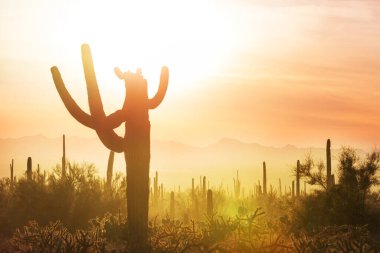 Büyük Saguaro kaktüsü bir dağda, Arizona, ABD