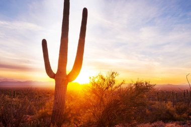 Büyük Saguaro kaktüsü bir dağda, Arizona, ABD
