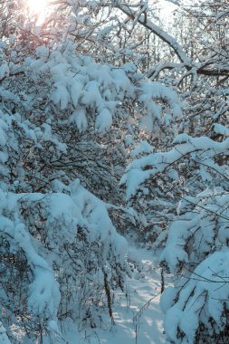 Kış mevsiminde karla kaplı orman manzarası. Noel arkaplanı için iyi.