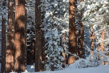 Kış mevsiminde karla kaplı orman manzarası. Noel arkaplanı için iyi.