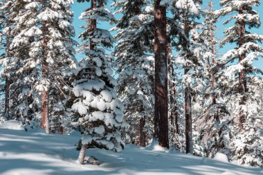 Kış mevsiminde karla kaplı orman manzarası. Noel arkaplanı için iyi.