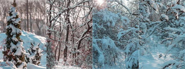 Paesaggi Invernali Natale Sfondo Collage — Foto Stock