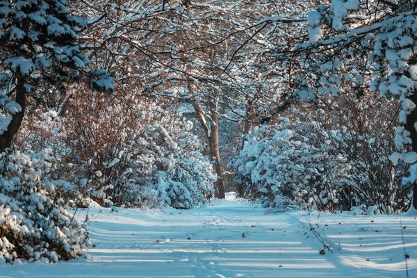 冬の季節には雪に覆われた森 クリスマスの背景に良い — ストック写真