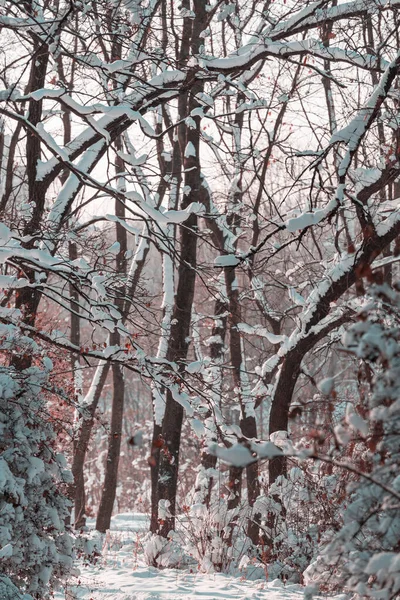 Forêt Couverte Neige Hiver Bon Pour Fond Noël — Photo