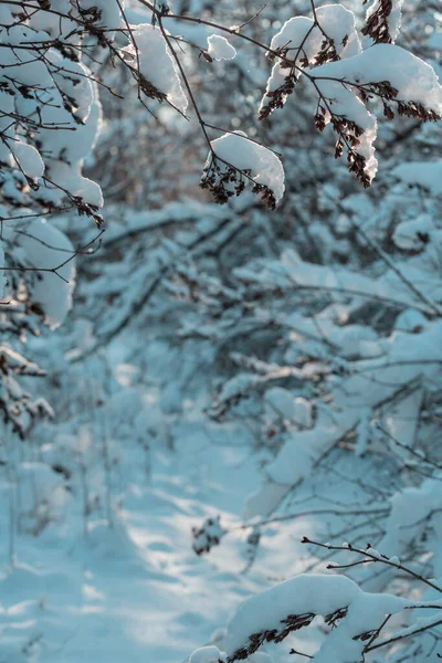 겨울에는 눈덮인 펼쳐져 크리스마스를 배경으로 — 스톡 사진