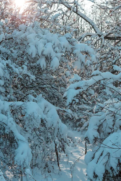 Kış mevsiminde karla kaplı orman manzarası. Noel arkaplanı için iyi.