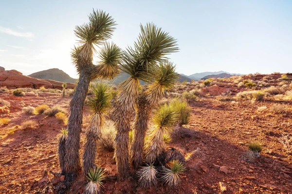 道路沿いのアリゾナ砂漠のジョシュアツリー 旅行の背景 — ストック写真