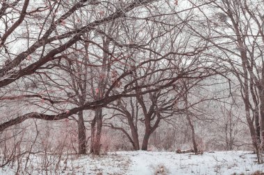 Kış mevsiminde karla kaplı orman manzarası. Noel arkaplanı için iyi.