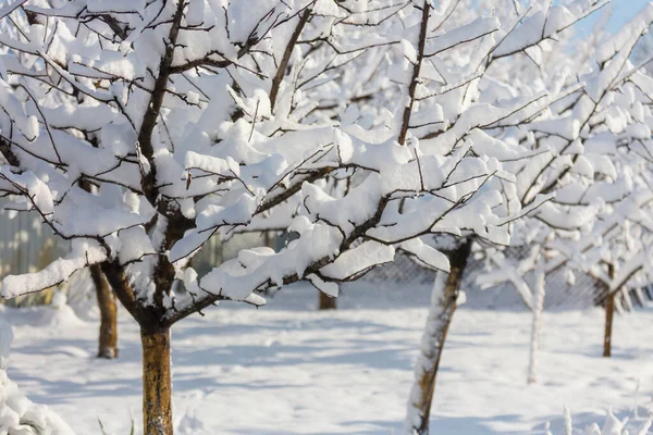Scénický Zasněžený Les Zimním Období Dobré Pro Vánoční Pozadí — Stock fotografie