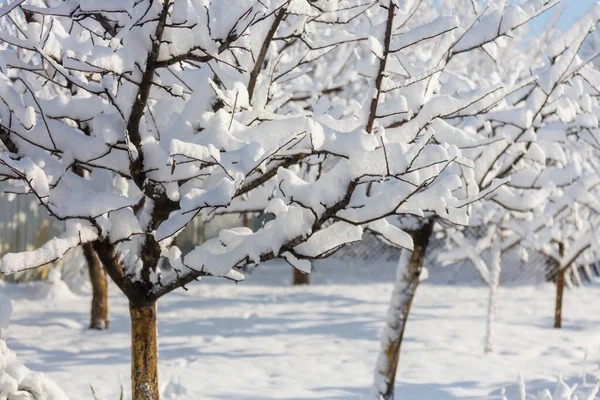 Kış Mevsiminde Karla Kaplı Orman Manzarası Noel Arkaplanı Için Iyi — Stok fotoğraf