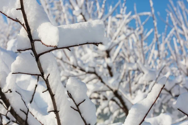 Forêt Couverte Neige Hiver Bon Pour Fond Noël — Photo