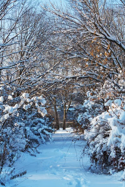 Scène Hivernale Dans Forêt — Photo