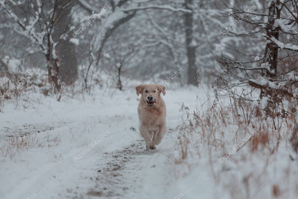 kamchatka