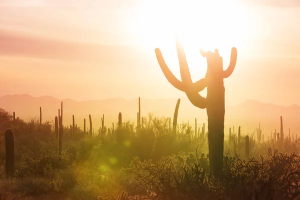 Velký Kaktus Saguaro Horách Arizona Usa — Stock fotografie