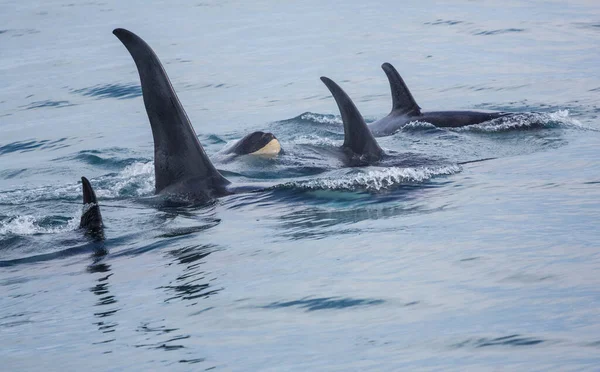 Alaska Orca Katil Balina — Stok fotoğraf