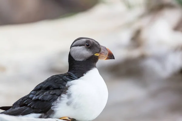 Puffin Cuernos Fratercula Corniculata Disparo Cerca — Foto de Stock