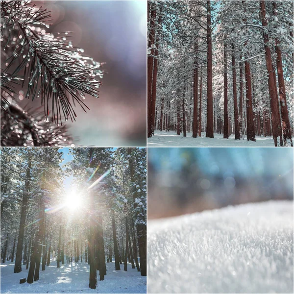 Winter Landscapes Christmas Background Collage — Stock Photo, Image