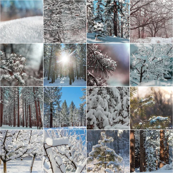 Winter Landscapes Christmas Background Collage — Stock Photo, Image