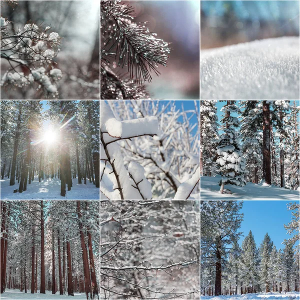 Winter Landscapes Christmas Background Collage — Stock Photo, Image