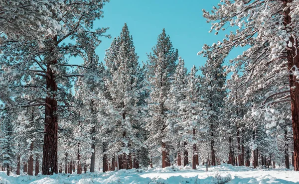 冬の季節には雪に覆われた森 クリスマスの背景に良い — ストック写真