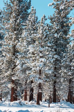 Kış mevsiminde karla kaplı orman manzarası. Noel arkaplanı için iyi.
