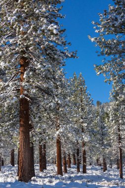 Kış mevsiminde karla kaplı orman manzarası. Noel arkaplanı için iyi.