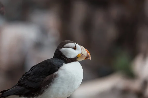 Puffin Cuernos Fratercula Corniculata Disparo Cerca — Foto de Stock