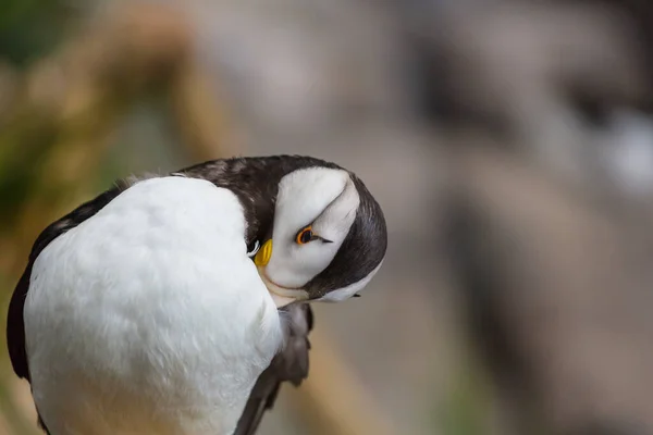 Puffin Cuernos Fratercula Corniculata Disparo Cerca — Foto de Stock