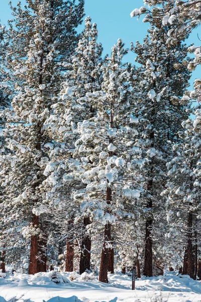 冬季的风景雪地森林 圣诞节背景不错 — 图库照片
