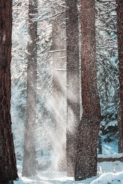 Bosque Cubierto Nieve Escénica Temporada Invierno Bueno Para Fondo Navidad —  Fotos de Stock