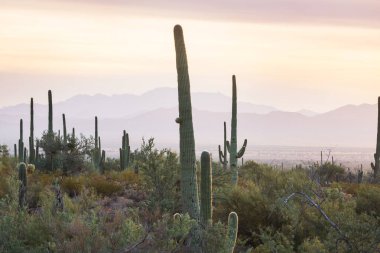 Büyük Saguaro kaktüsü bir dağda, Arizona, ABD
